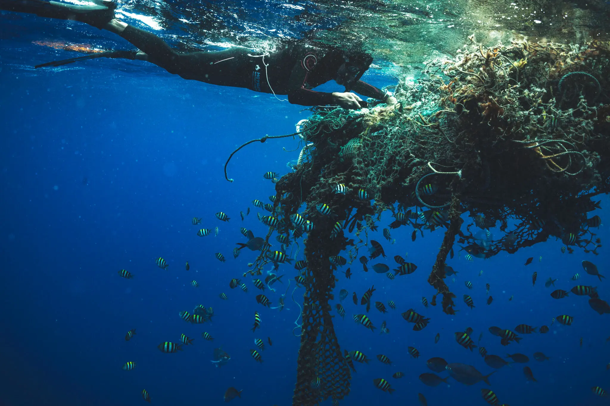 Isla de Basura del Pacífico: hallaron especies marinas que ayudan a limpiar  la contaminación del océano - Infobae