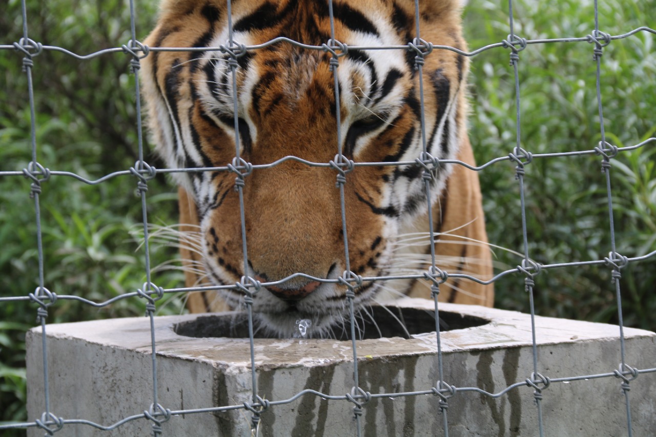 Llegaron a Puebla leones y jaguares rescatados del santuario en la CDMX -  Infobae