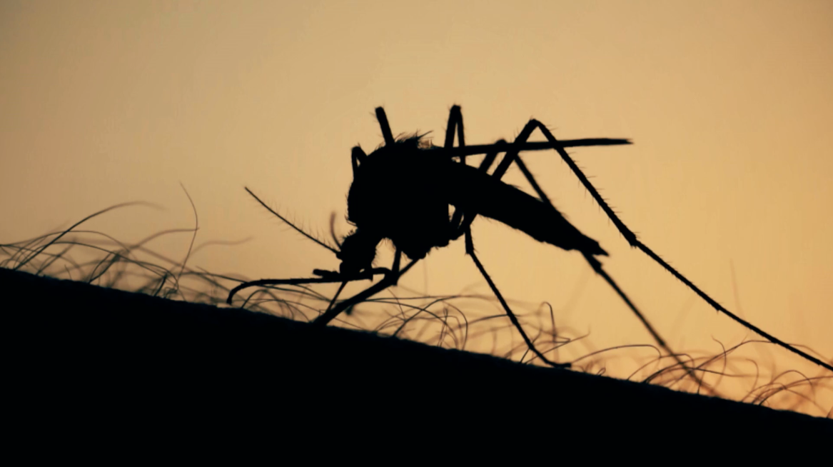 La Organización Mundial de la Salud (OMS) advirtió que los mosquitos podrían ser los responsables de una nueva enfermedad que ponga en alerta al mundo