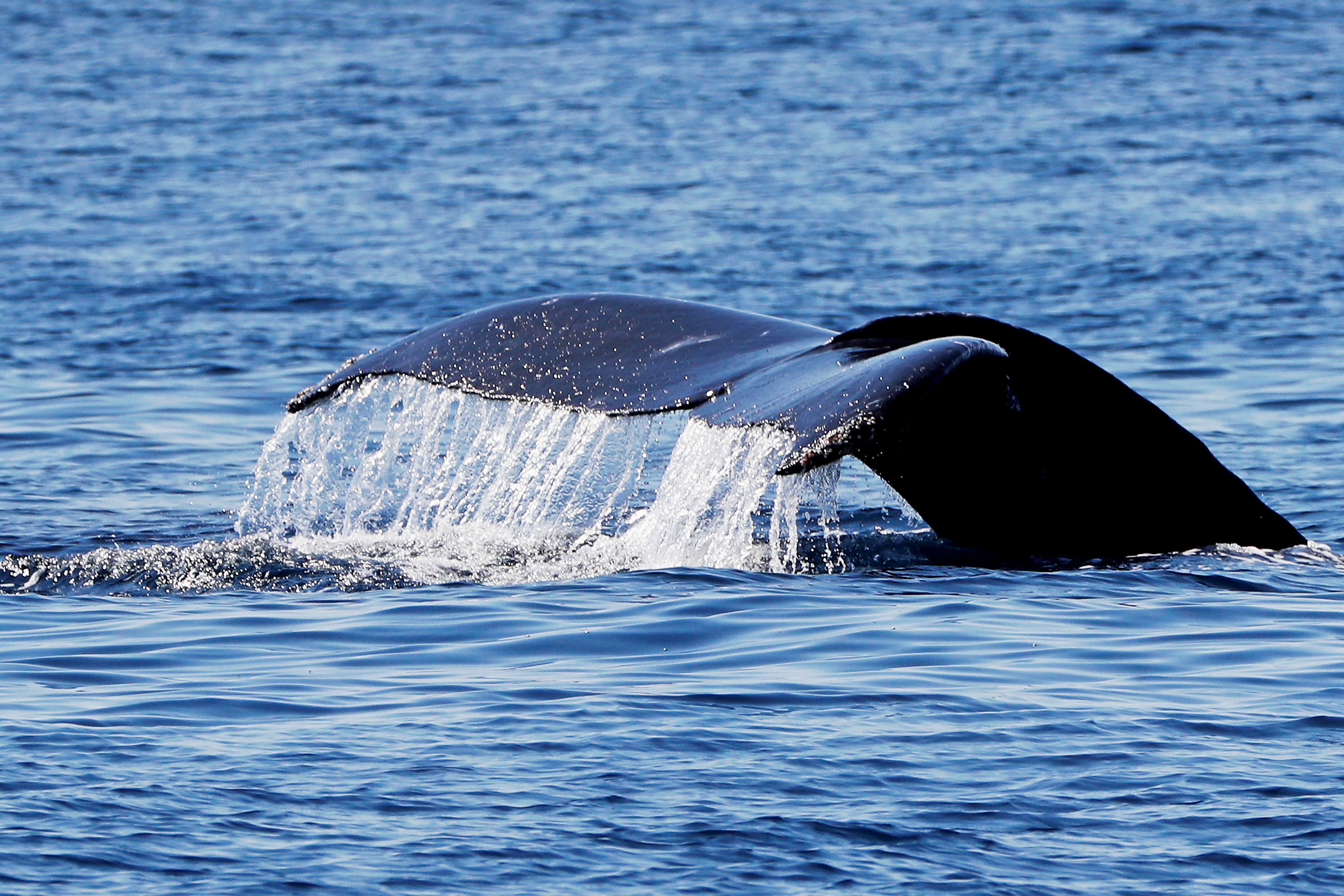 Frente al aumento de la población, los machos deben cuidarse ante la competencia de otras ballenas (EFE)