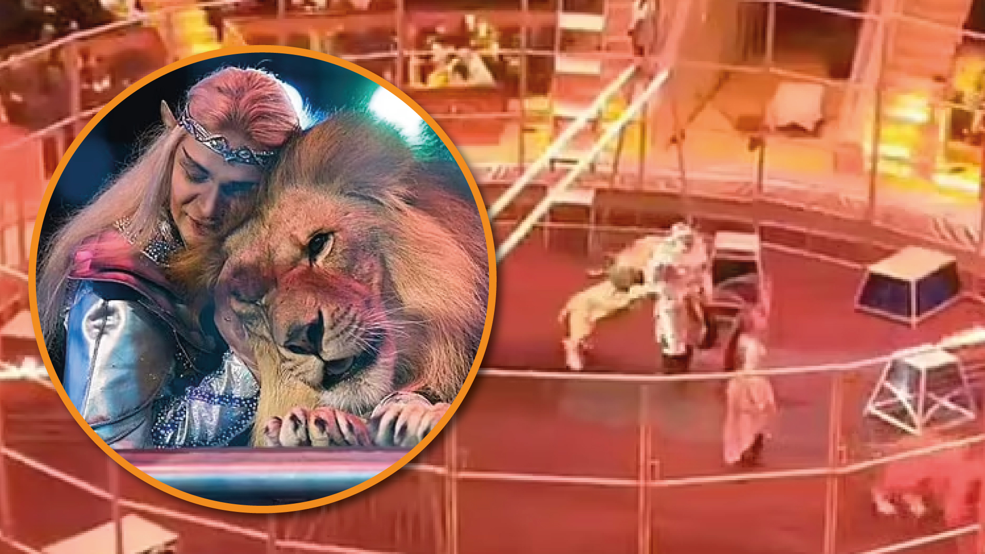 Un león atacó a un artista de circo ruso en plena función - Infobae