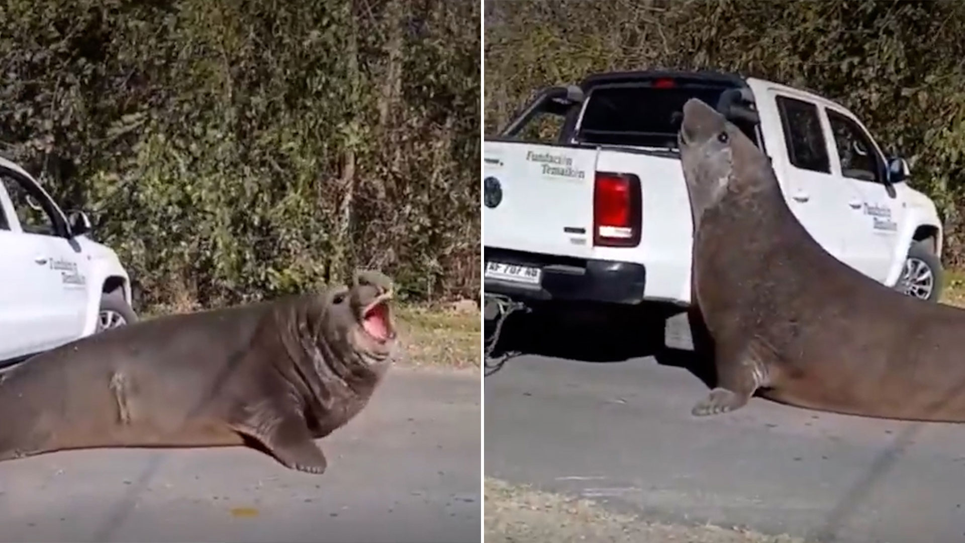 Sorpresa en Ensenada por la aparici&oacute;n de un elefante marino que cort&oacute; el tr&aacute;nsito por horas