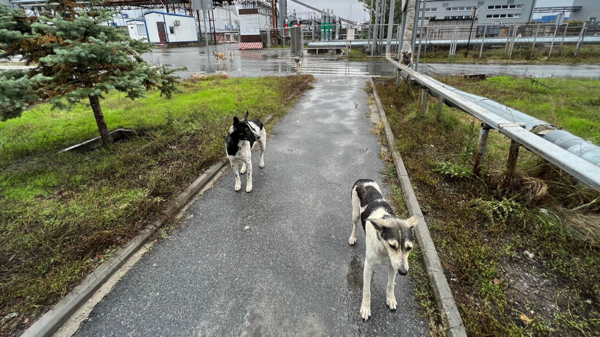 Qué pueden enseñarnos los perros de Chernobyl sobre las alteraciones genéticas de la radiación 