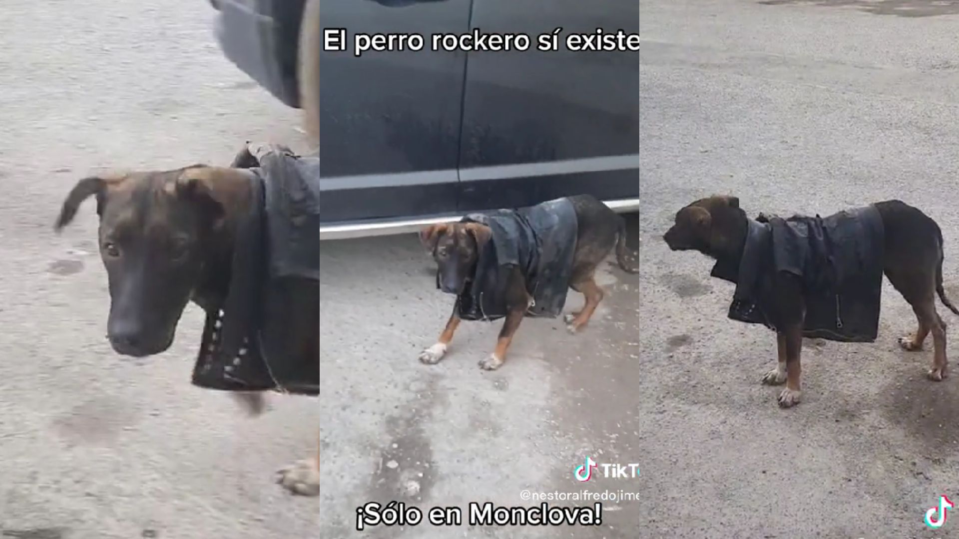 Este canino siguió a su mejor amigo hasta el Ministerio Público después de que lo subieron a una patrulla, sin embargo no esperó que le pagarían con deshonor (Captura de Pantalla)