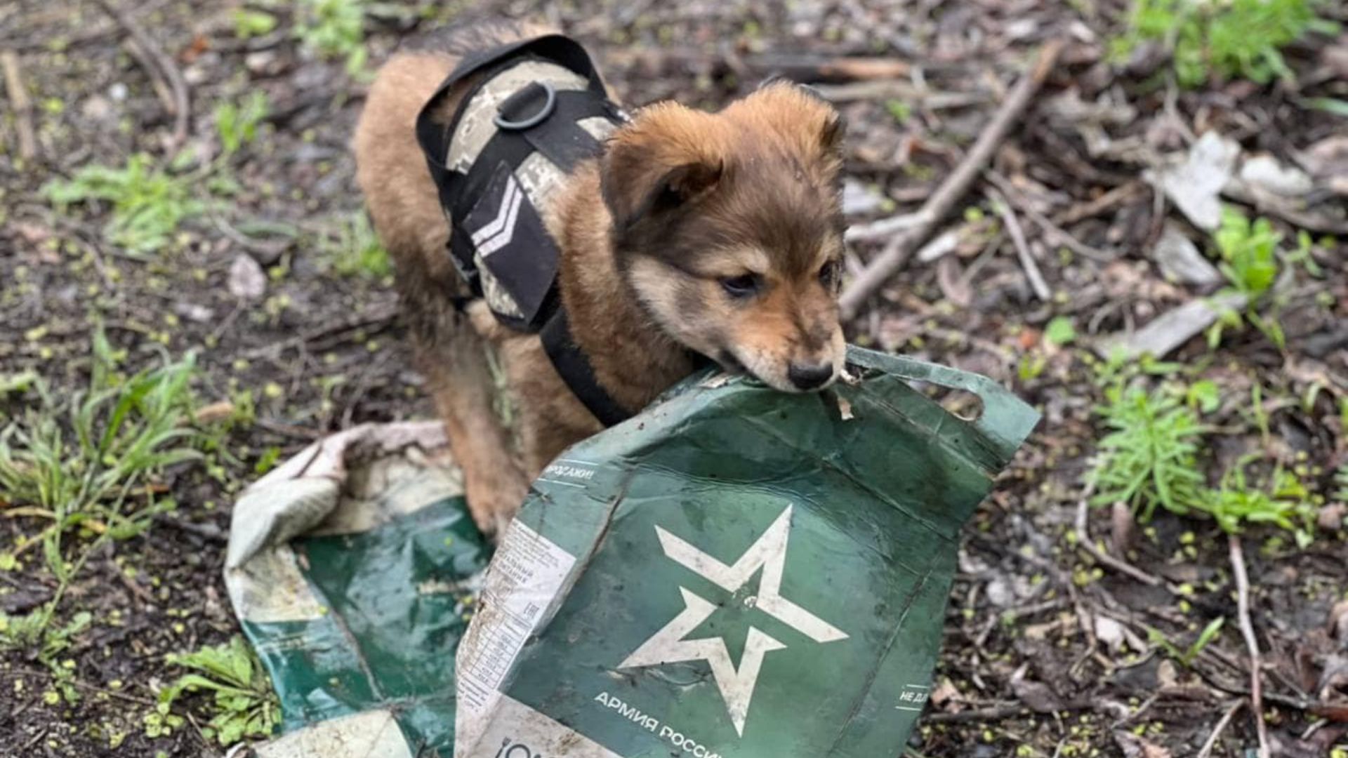 Fugas, el cachorro que da ánimo y levanta la moral a los soldados ucranianos