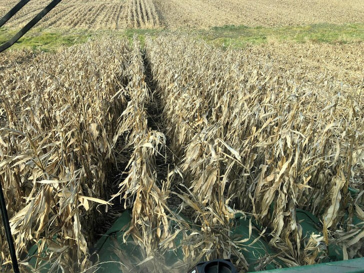 IMAGEN DE ARCHIVO. Los cultivos de maíz se cosechan en Eldon, Iowa, EEUU. Octubre 5 de 2019. REUTERS/Kia Johnson
