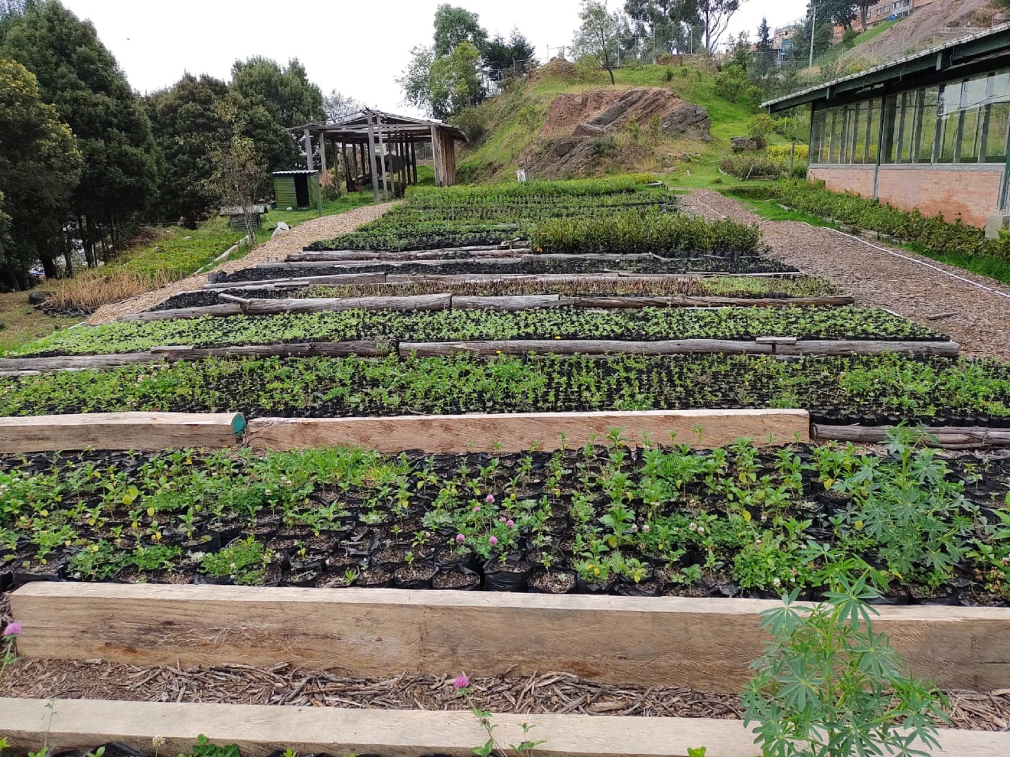 Más De 10 000 árboles Nativos Fueron Sembrados Por El Jardín Botánico