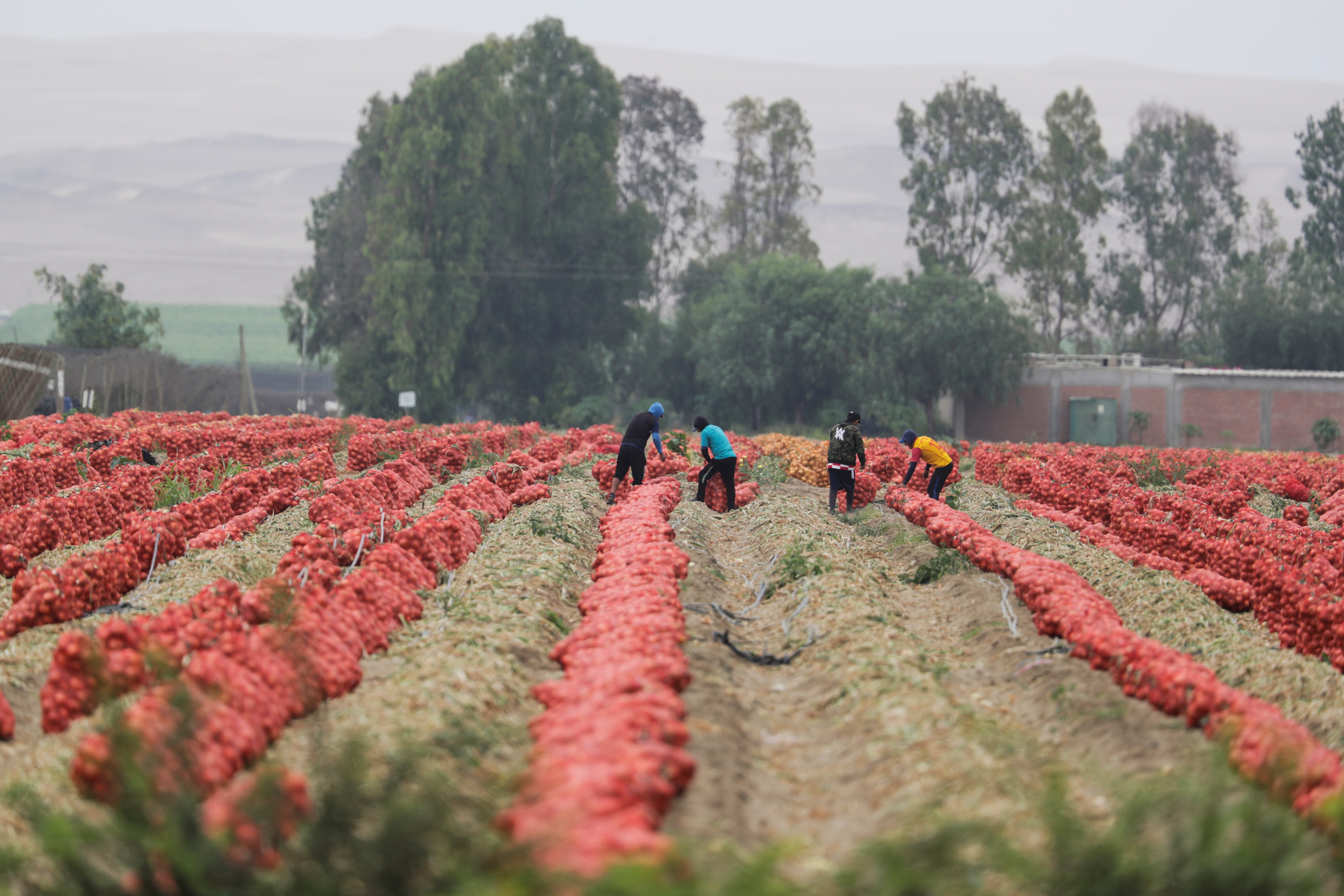 Workers bag onions on a field of an agricultural export company, in Villacuri, Peru December 29, 2020. REUTERS/Sebastian Castaneda