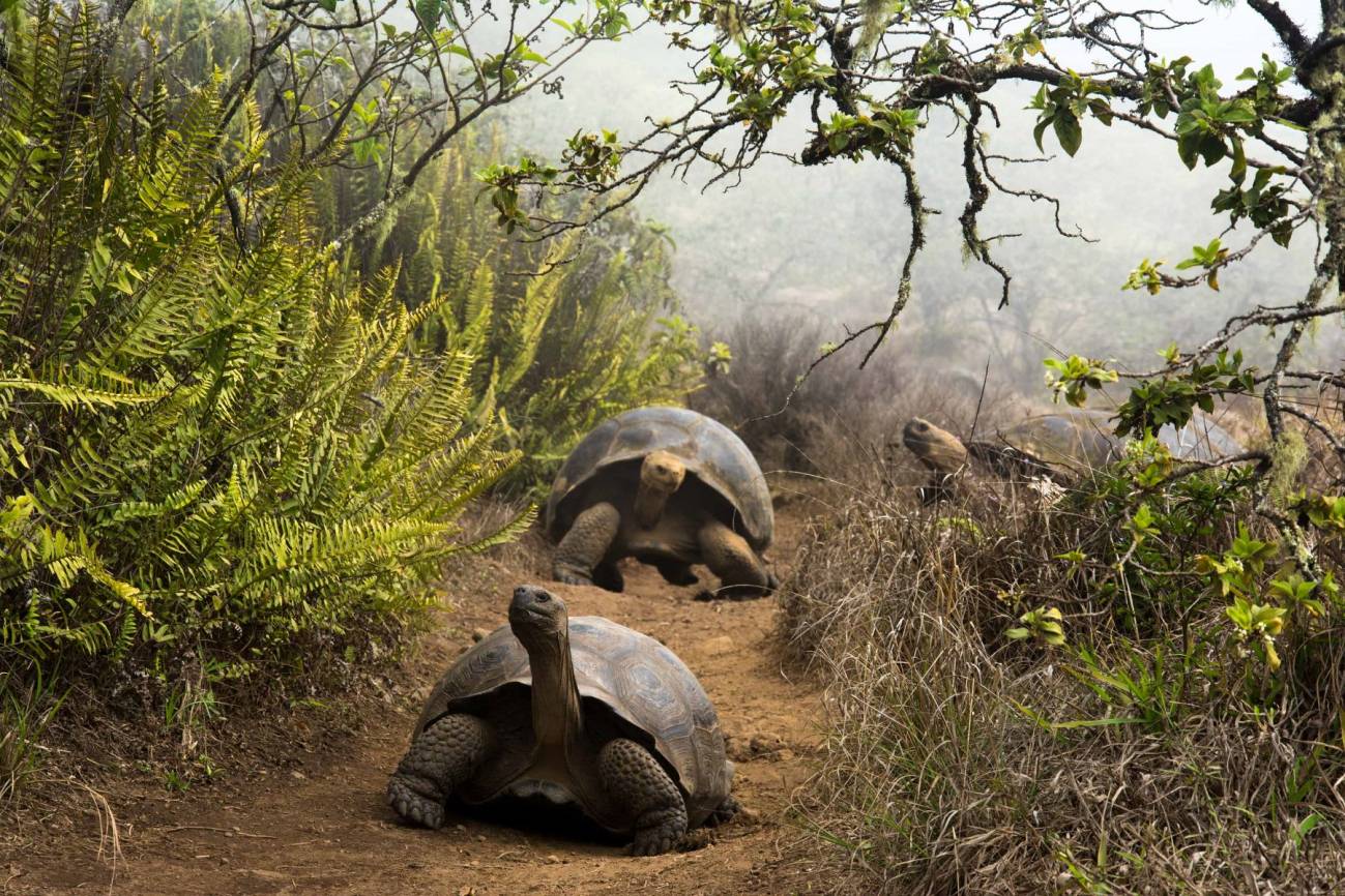 Tortugas gigantes de Galápagos migrando (Foto: Juan Manuel García)