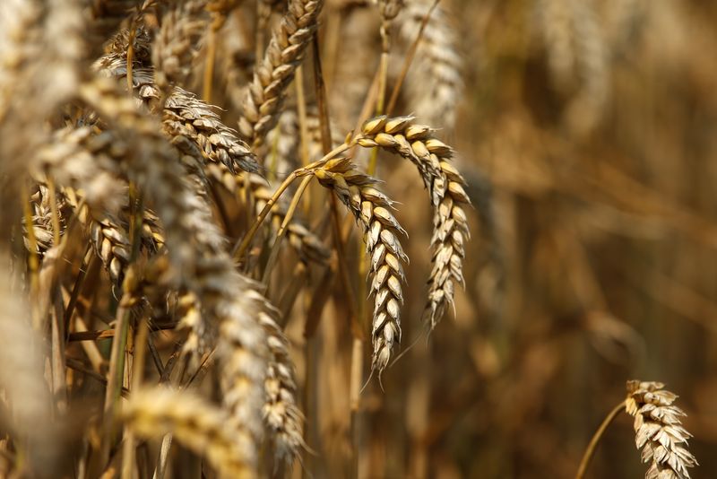 El precio internacional del trigo sube más de un 4% y cotiza por encima de los USD 451 la tonelada