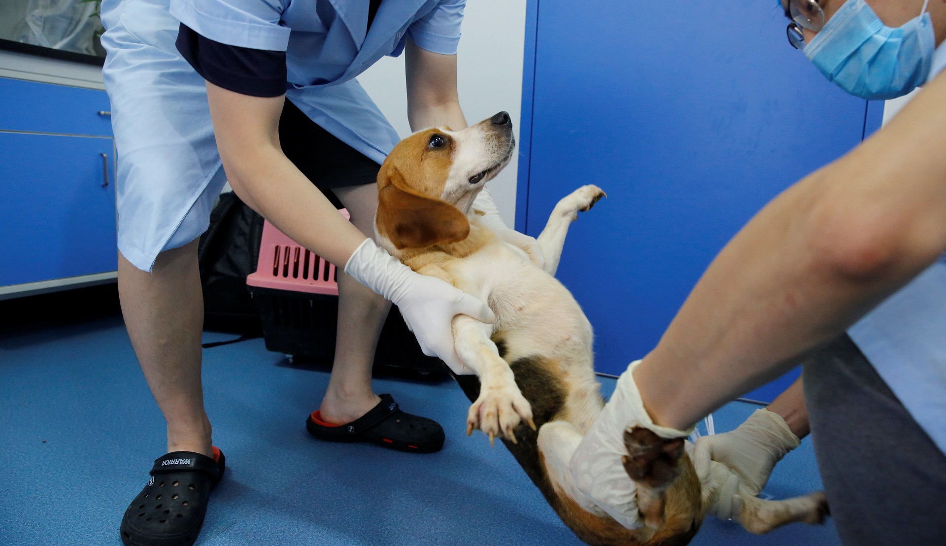 Cachorro beagle en un estudio científico (Reuters/archivo)