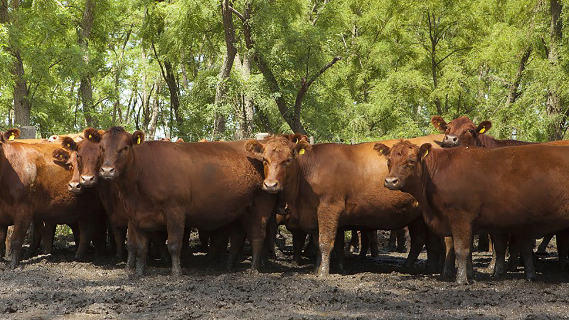 La ganadería afectada por la sequía, lo que complica el panorama de la actividad en el 2023