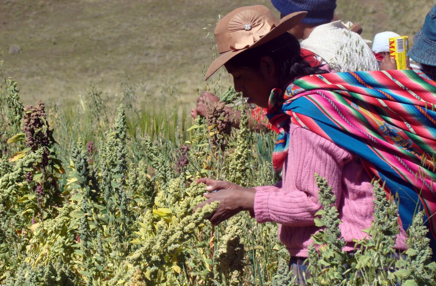 Midagri aprueba estrategia para financiar el emprendimiento de la mujer indígena y rural. Foto: Andina