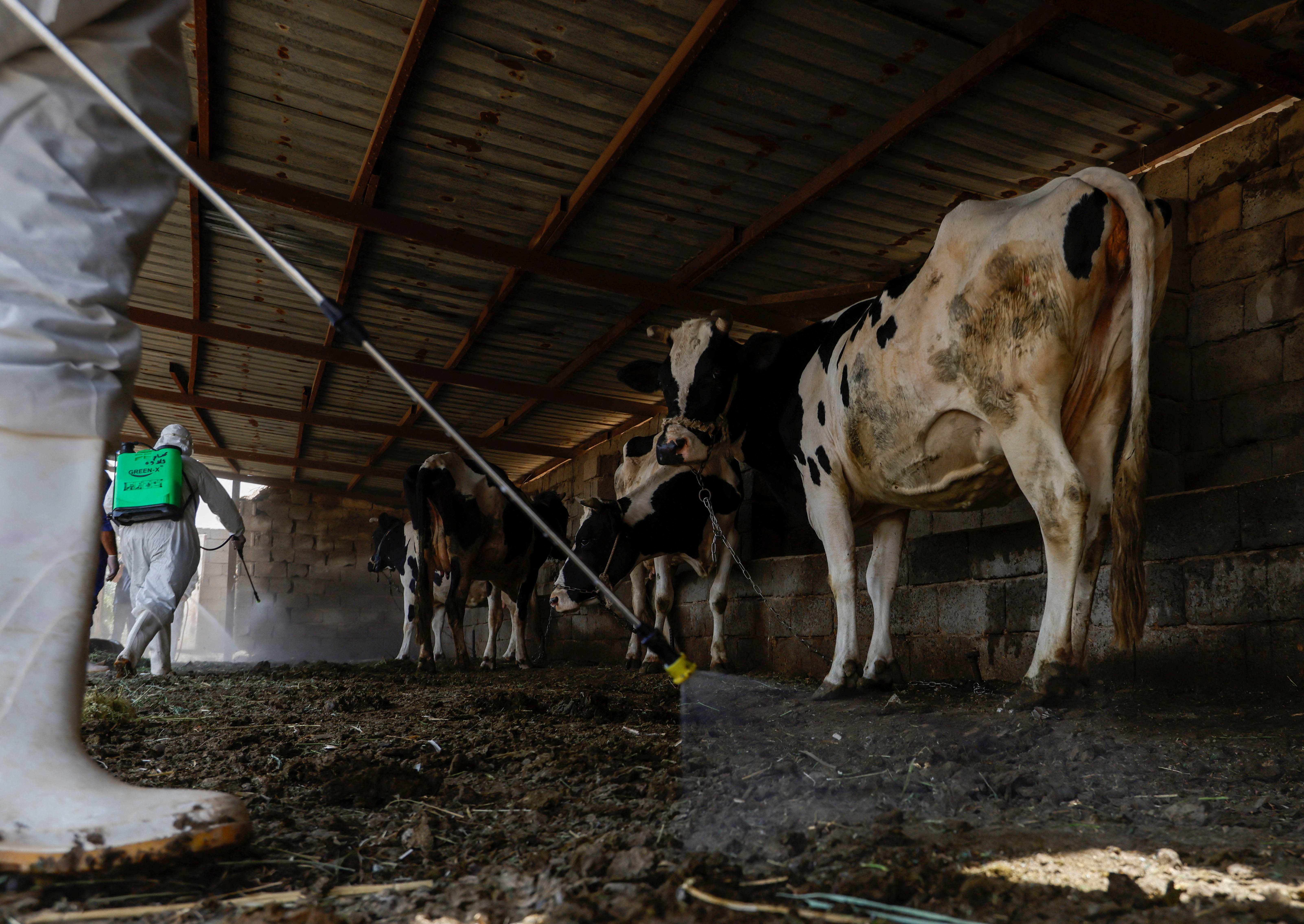 Los miembros del equipo veterinario que usan equipo de protección rocían desinfectantes en el ganado y los recintos de una granja, para frenar la propagación de la fiebre hemorrágica, en las afueras de Bagdad, Irak, el 18 de mayo de 2022. REUTERS/Ahmed Saad
