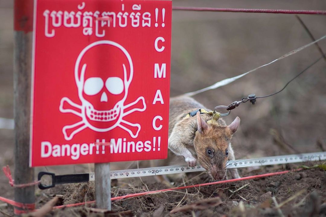 En sus más de 20 años de experiencia la ONG ha logrado que los roedores sean capaces de detectar las minas  (Instagram @Herorats)