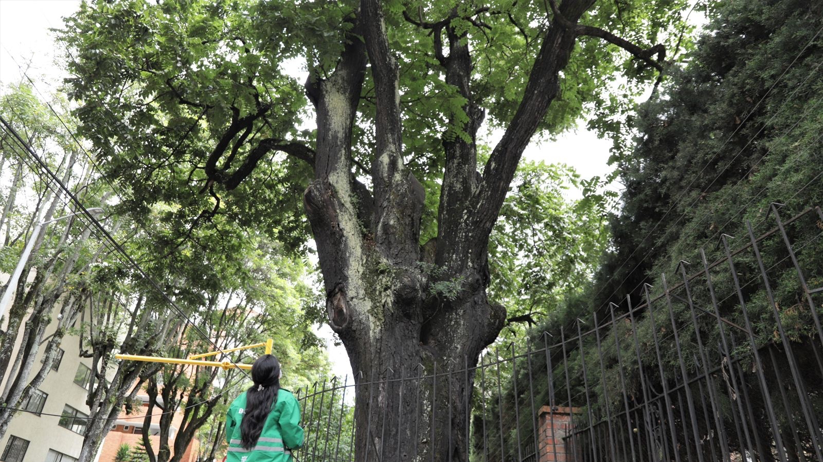 Se cayeron 1.222 árboles en Bogotá en el último año, así se pueden  identificar riesgos - Infobae