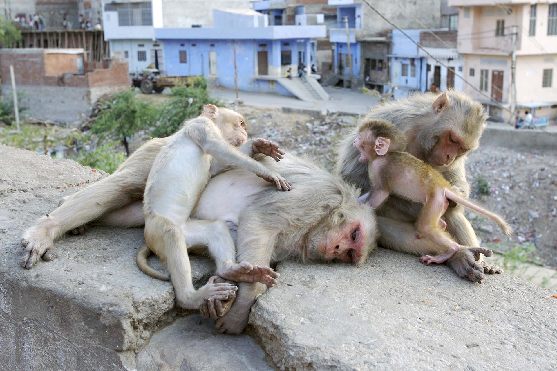 Macacos. Foto por  Andrew Forsyth/Flpa/imageBROKER/Shutterstock 