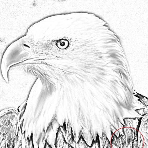 ¿Alcanzas a ver el rostro en la imagen del Águila? Un acertijo visual extremo de 7 segundos. Foto: Difusión.