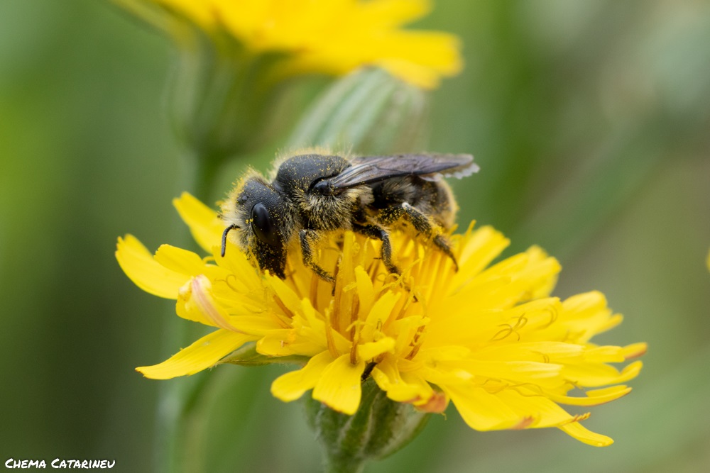 Más abejas, mariposas y colibríes en Bogotá, la propuesta para enfrentar los efectos del cambio climático