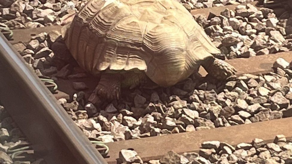 Diane Akers, publicó una foto de la tortuga de pie en la vía justo después del mediodía, informando a la compañía de trenes: “todavía está viva pero herida” (Diane Akers)