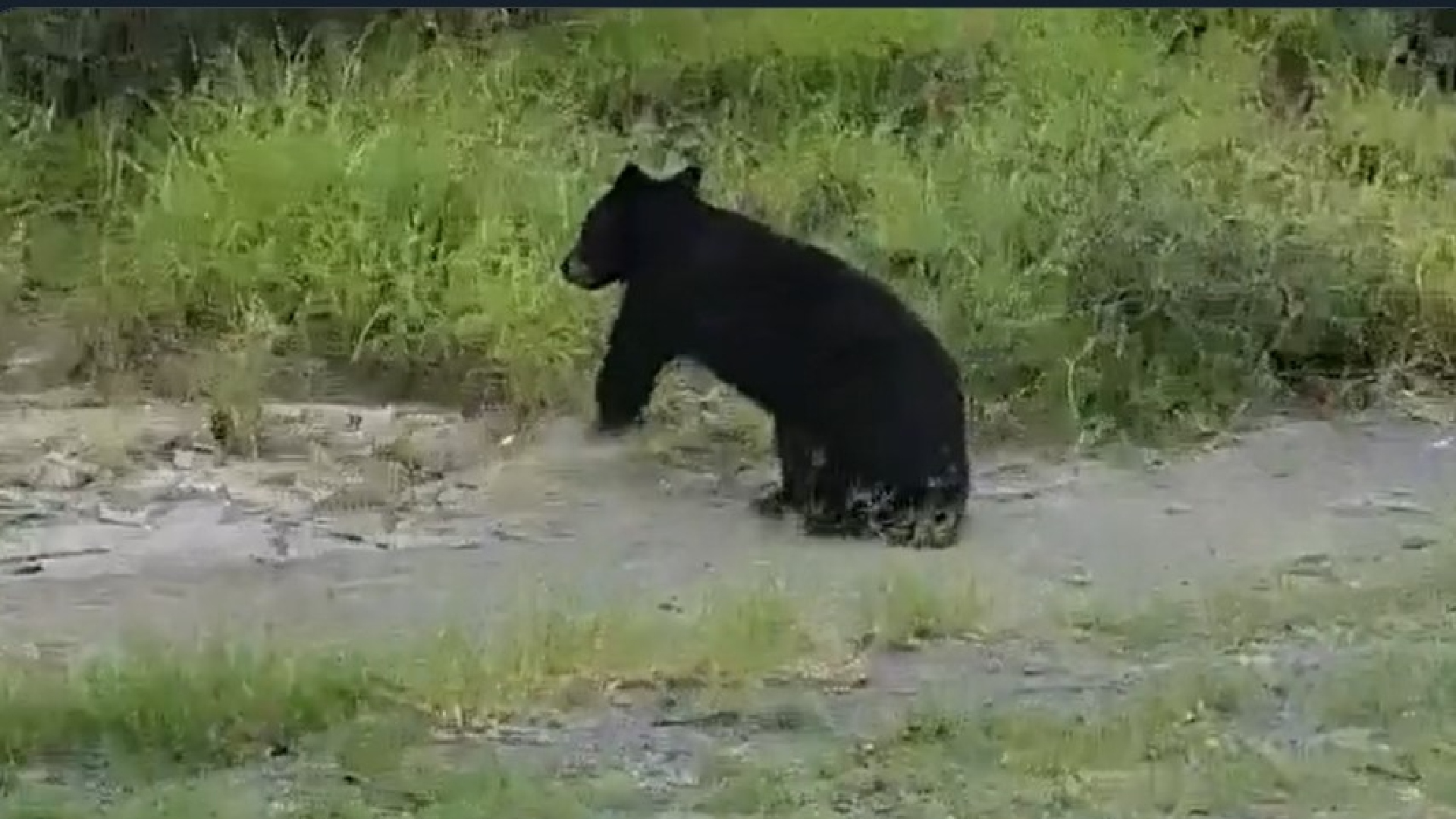 Captaron a un oso negro arrastrándose tras ser atropellado en carretera de  Nuevo León - Infobae