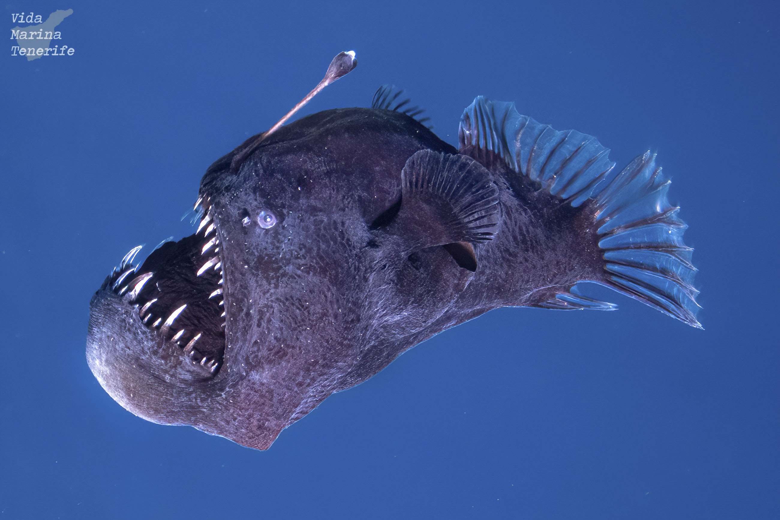 Hay fosas abisales en los litorales mexicanos? Esto es lo que sabemos sobre  los animales que las habitan - Infobae, image size:2601x1734