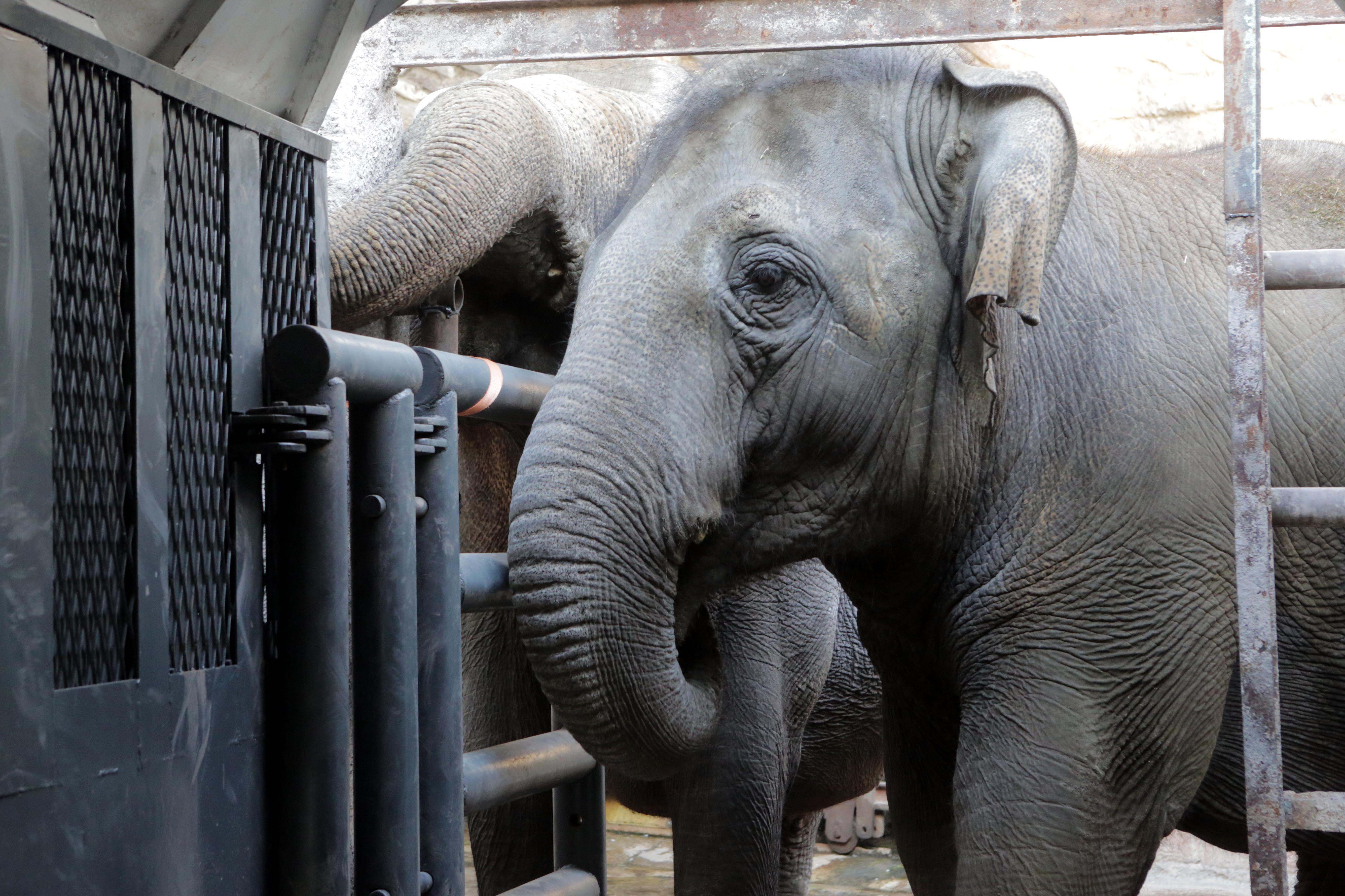 La elefanta había sido trasladada desde Mendoza a Brasil en un viaje de cinco días