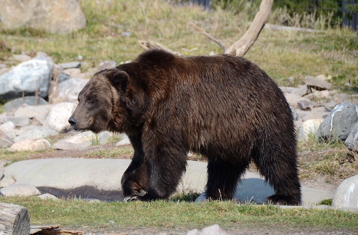 Organizaciones de defensa de los animales reclamaron el cierre de una reserva en Tucumán (Wikimedia)n
