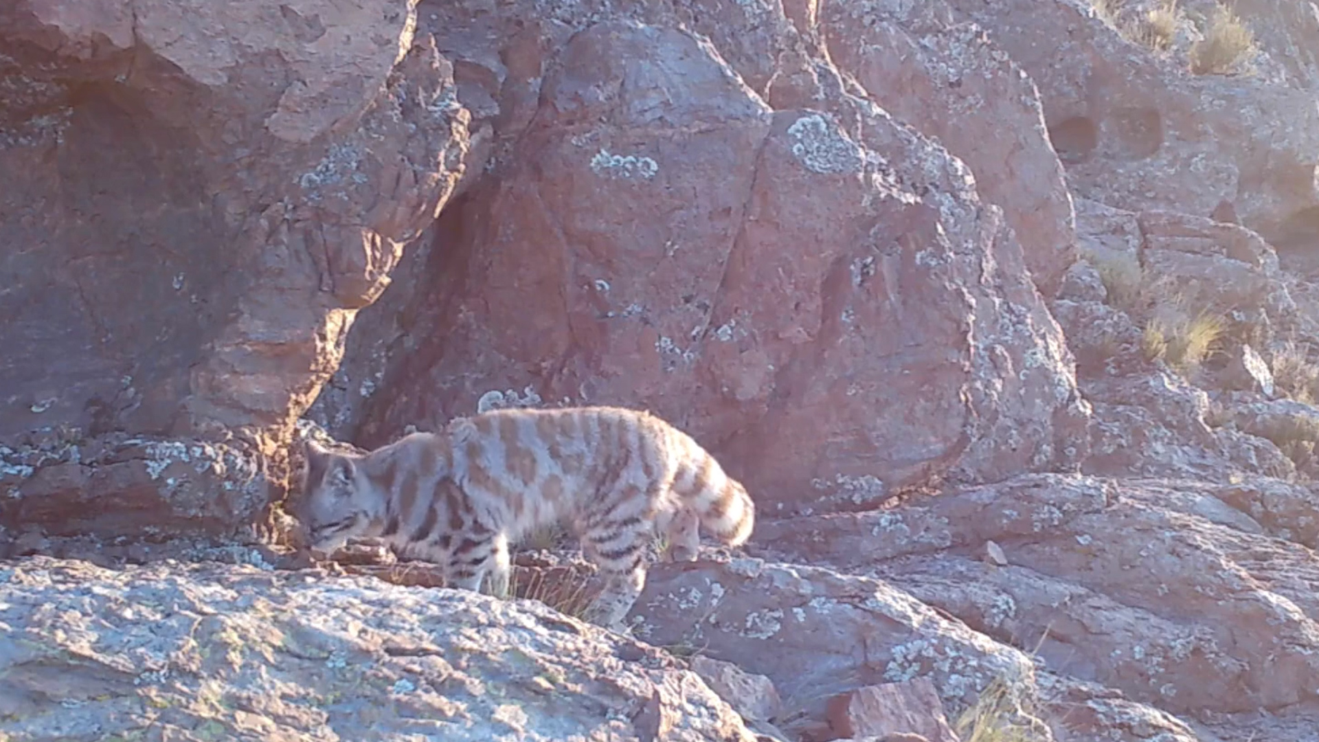 Grabaron al "fantasma de los Andes" en Mendoza: cu&aacute;l es el animal que est&aacute; en peligro de extinci&oacute;n