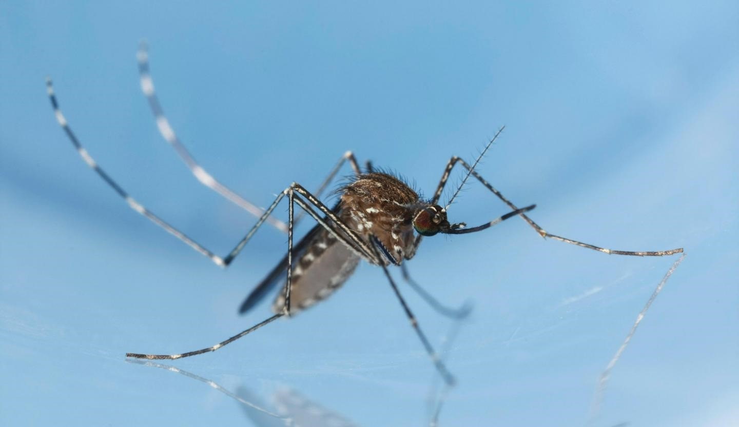 Si bien no hay información específica del Culex Lactator, se sabe que pertenece a una familia de mosquitos que pueden transmitir virus como el de la Enfermedad del Nilo
JOSEPH BERGER, BUGWOOD.ORG
