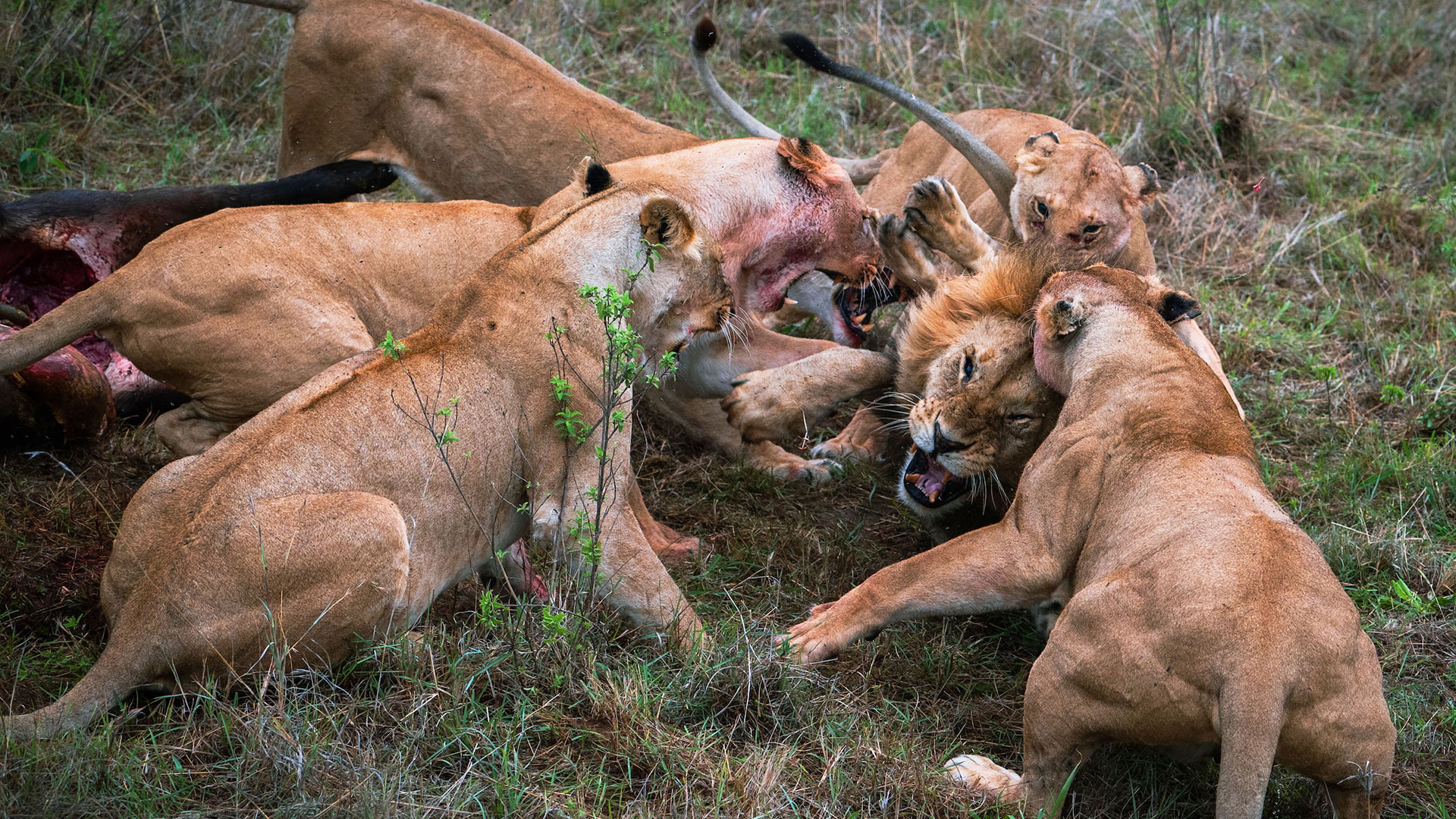 Las fotos de la brutal pelea entre una manada de leonas y un león: trató de  robar comida de los cachorros y perdió un testículo - Infobae