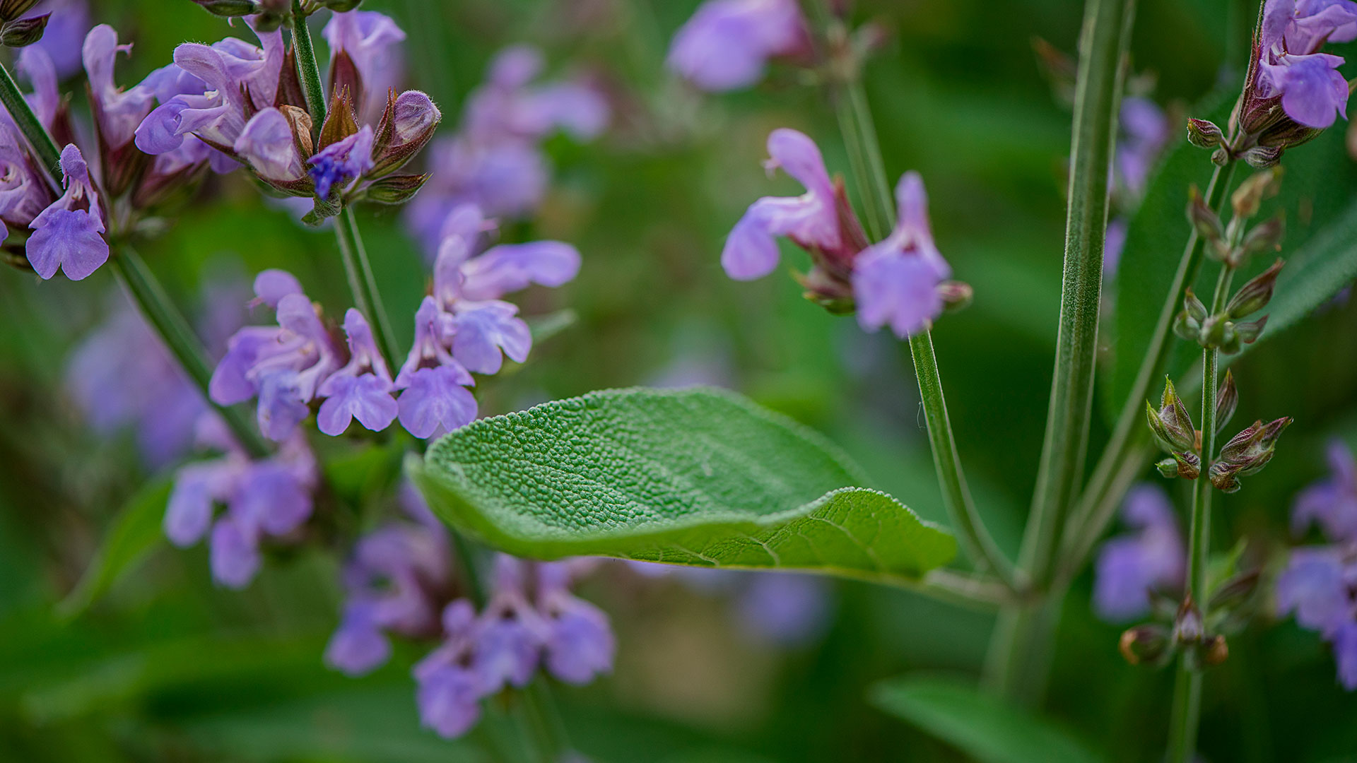 Salvia: uso, propiedades y beneficios de esta planta medicinal - Infobae