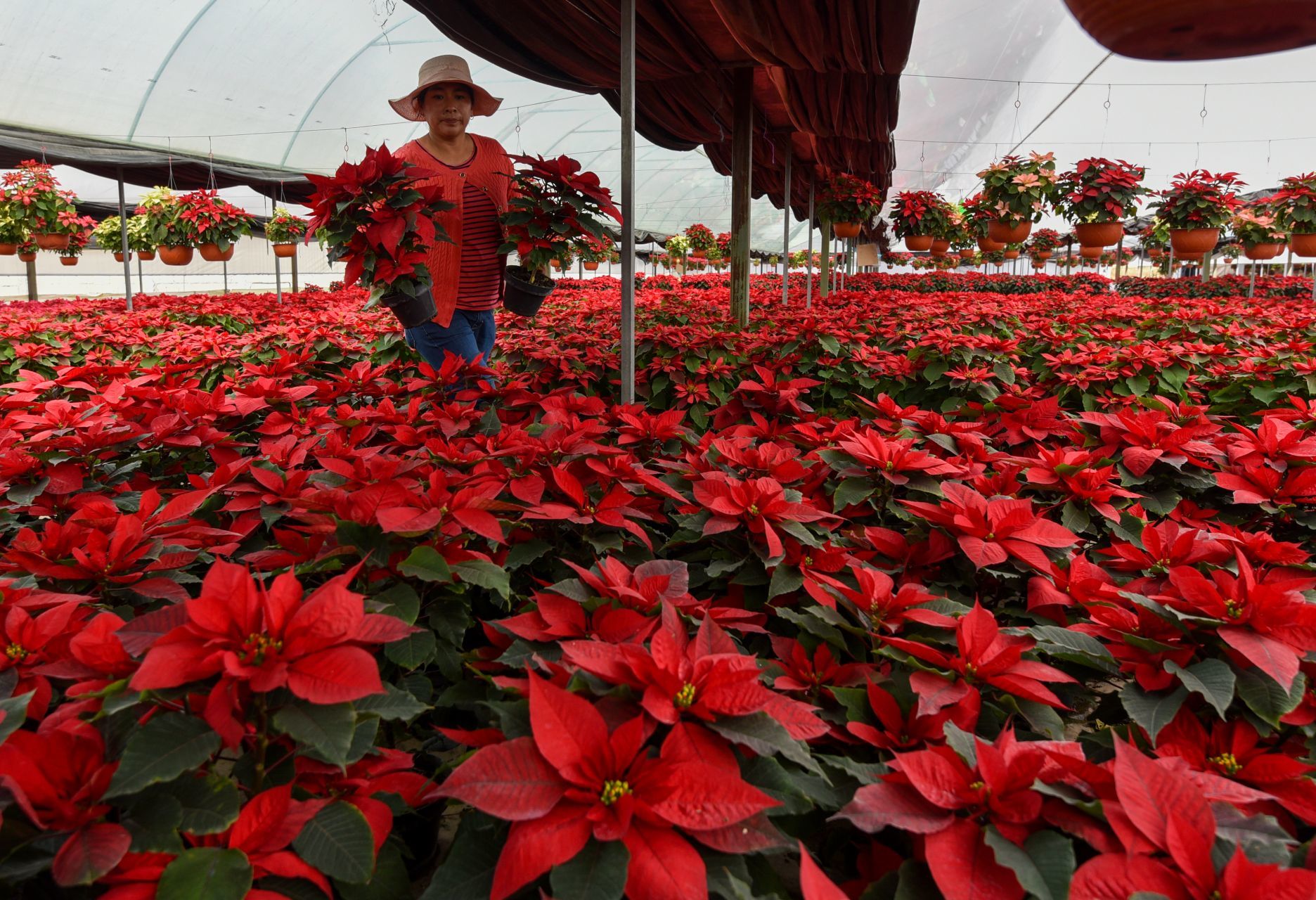 Nochebuena: la flor mexicana que ilumina los hogares en la Navidad más  compleja de la historia - Infobae