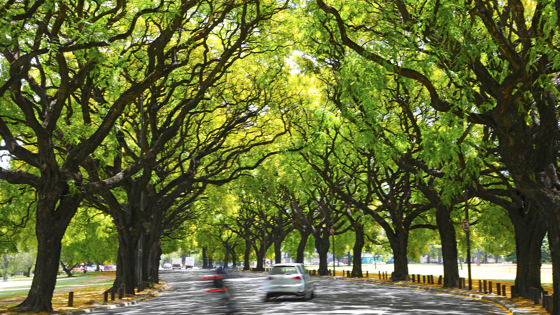 Día Mundial del árbol: un rol vital para la biodiversidad y la importancia de su presencia en las ciudades