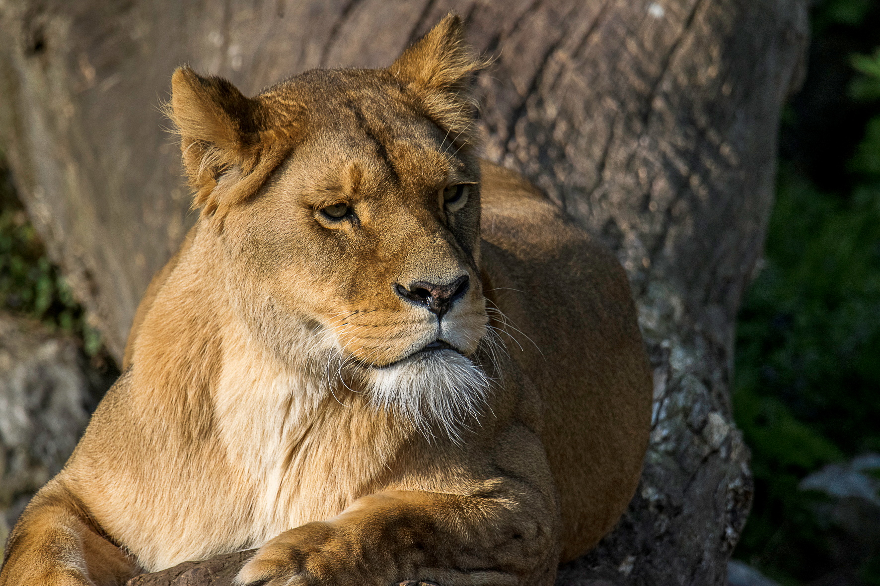 Una leona despedazó a un guardián en un zoológico de Irán y huyó junto a un  león - Infobae