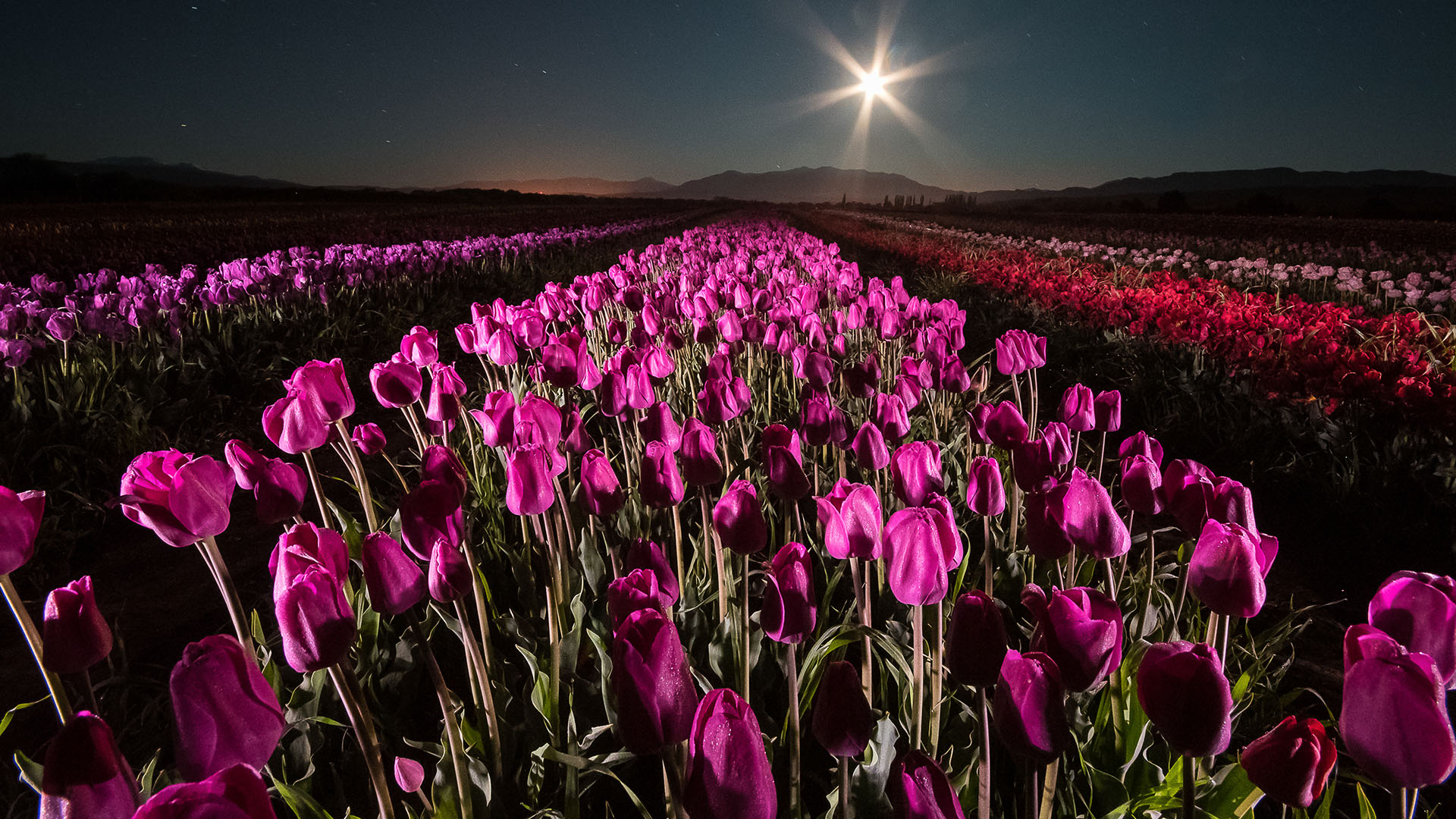 Vista nocturna de los tulipanes en Chubut