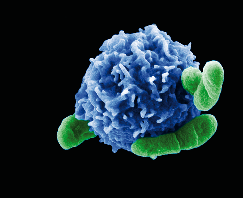 A través de los experimentos se confirmó el papel protector de las células Treg intestinales para la enfermedad del hígado graso en animales/ HZI / Rohde