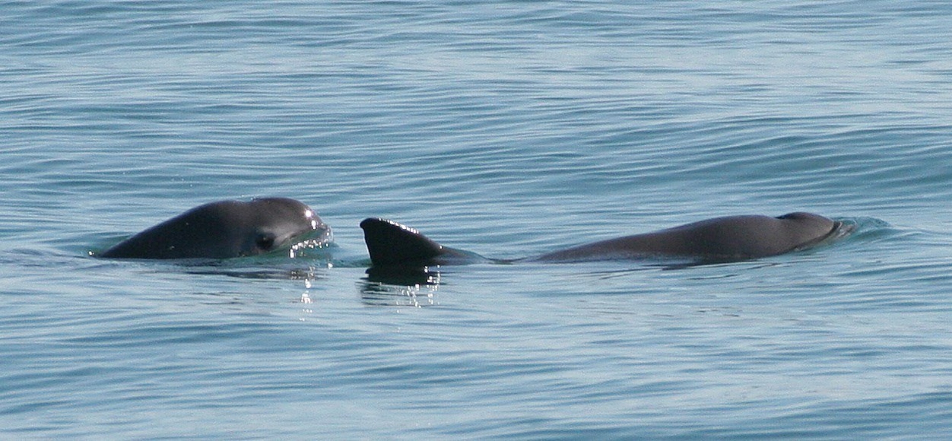 Científicos celebraron avistamiento de crías de vaquita marina 