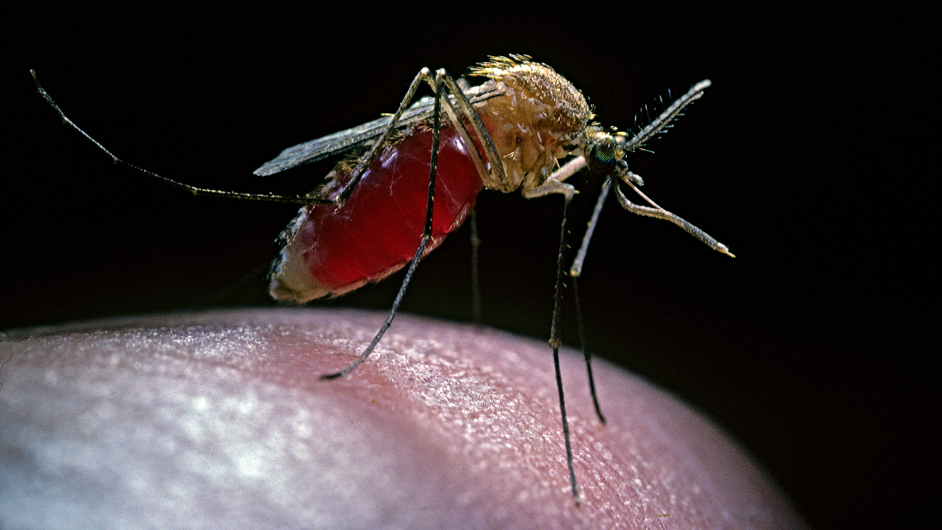 El mosquito Culex pipiens es un vector de enfermedades como el virus del Nilo Occidental (Getty)