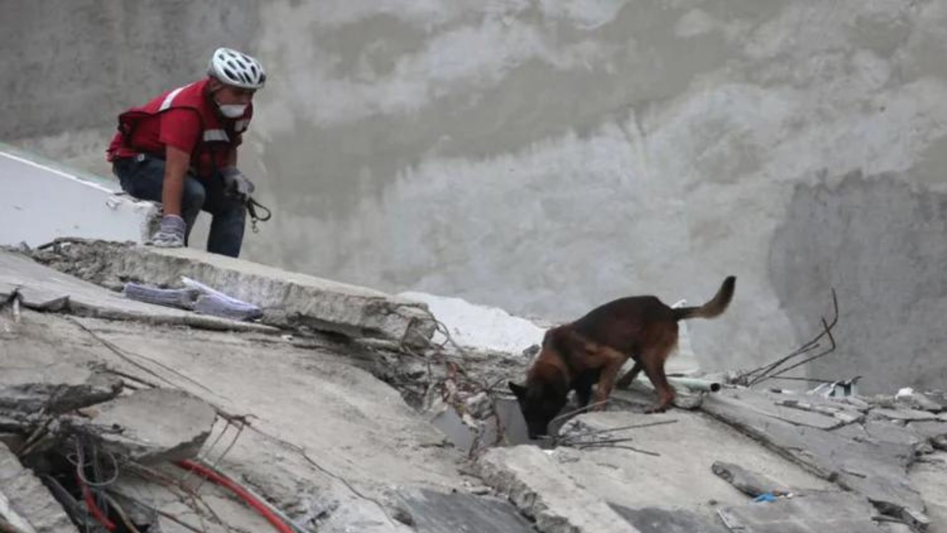 Así entrenan los perros rescatistas como los enviados a Turquía y Siria luego de los terremotos