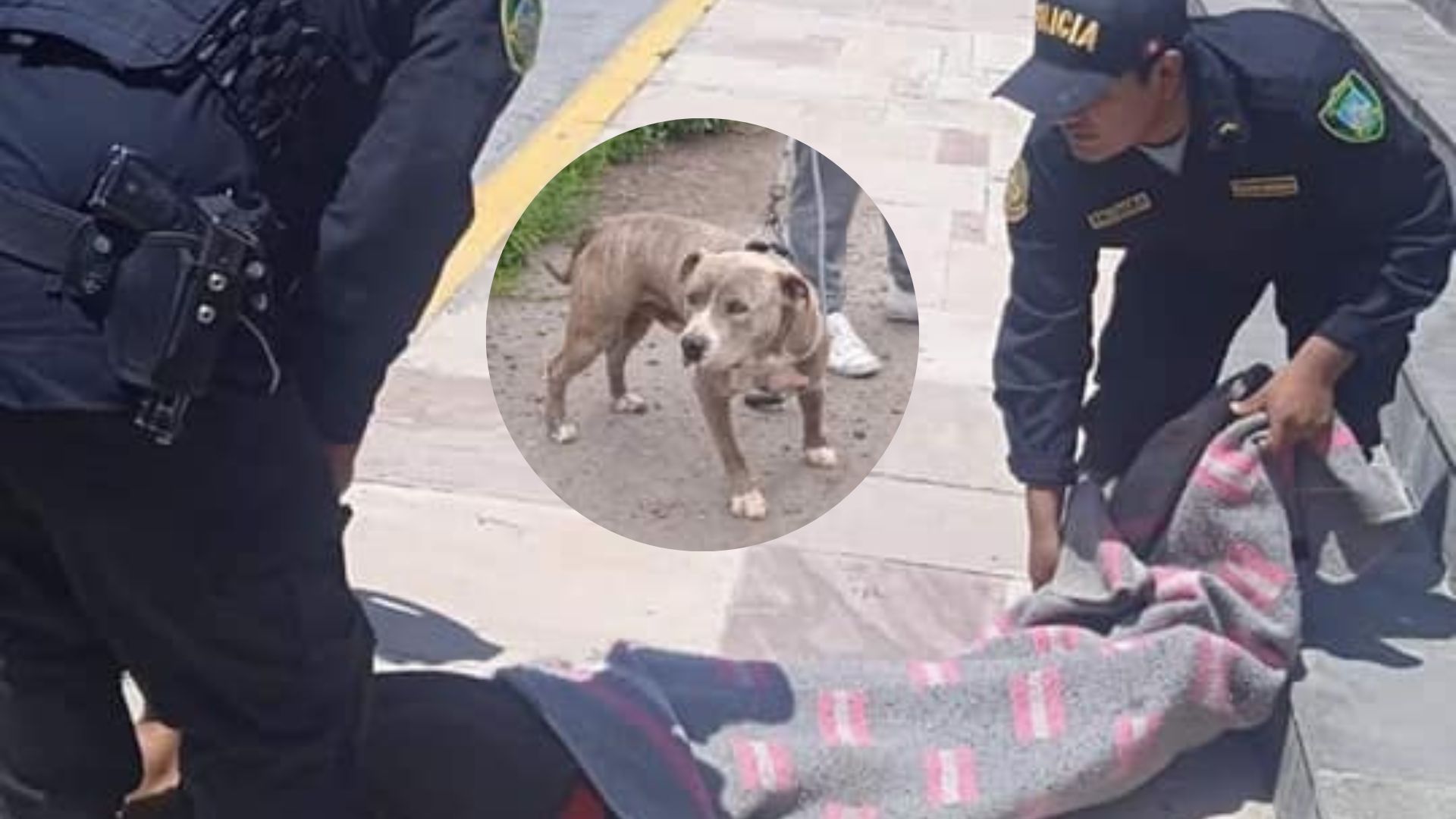 Perro ataca a adulto mayor y este fallece por gravedad de mordeduras en Arequipa: Evalúan si sacrifican al animal 