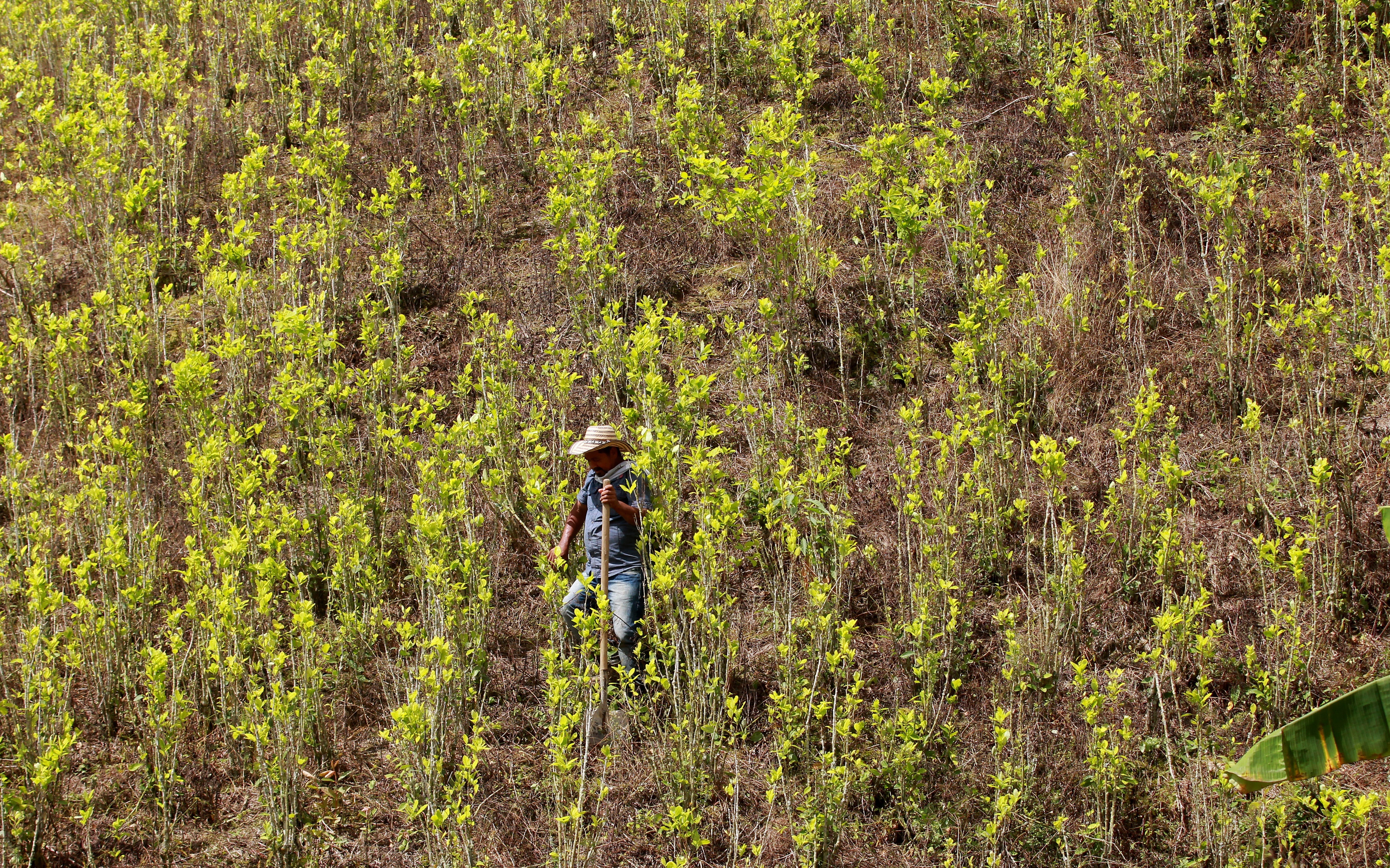 Photograph of a farmer walking through a coca field, while an act of voluntary substitution of illicit crops is carried out in the village of Pueblo Nuevo in the municipality of Briceño (Colombia).  EFE/LEONARDO MUÑOZ/File