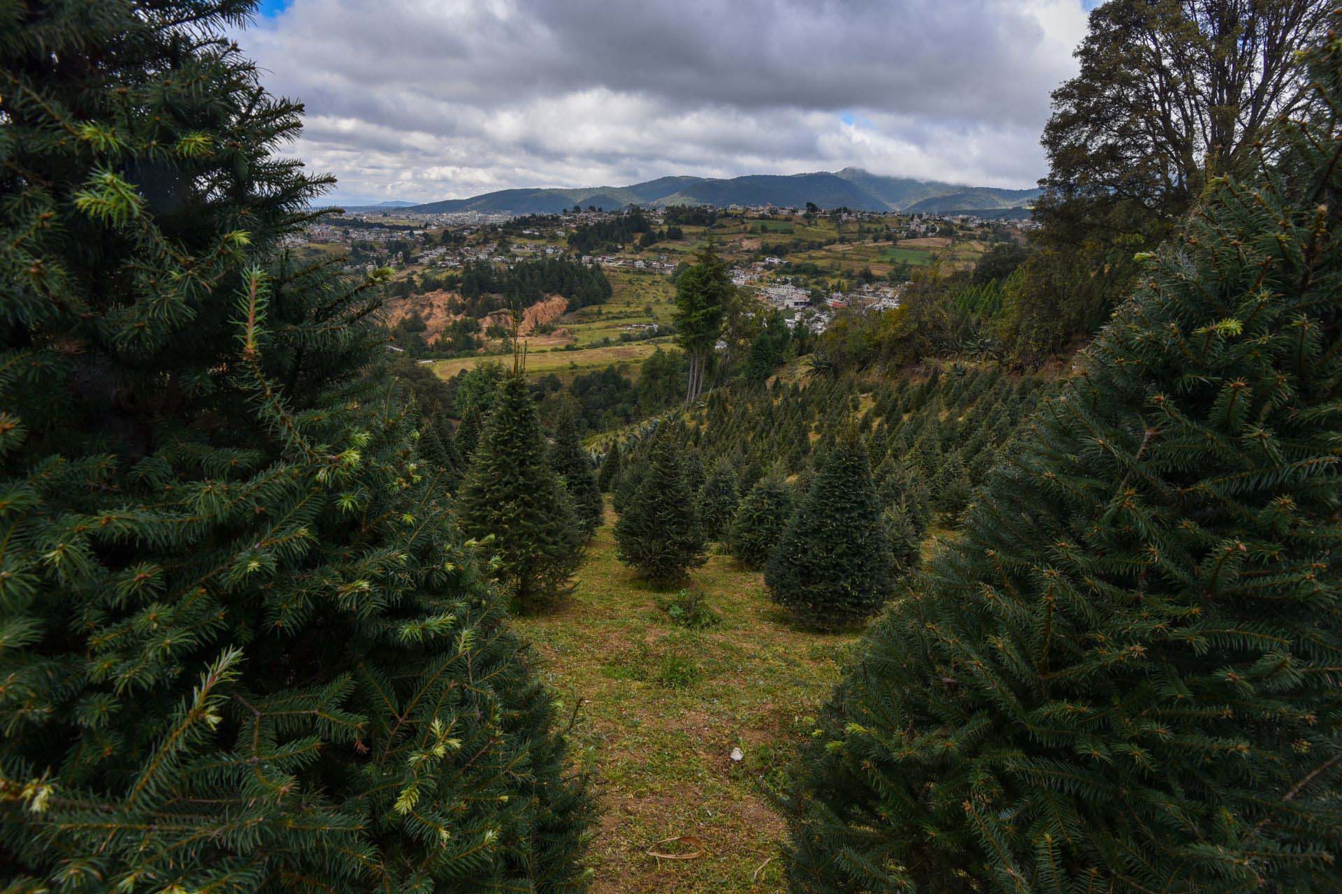 Navidad ecológica: árboles para replantar al terminar la festividad -  Infobae