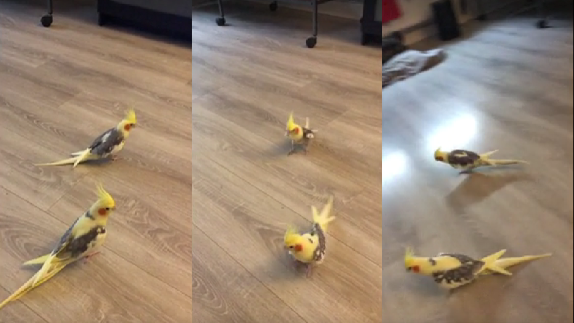 Video: un par de ninfas son muy buenas copiando sus propios movimientos