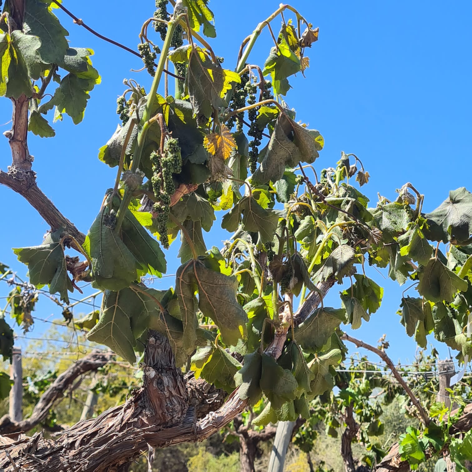 En octubre hubo malas condiciones climáticas en general. Sin embargo, eso no afecta el auge de las cosechas vitivinícolas