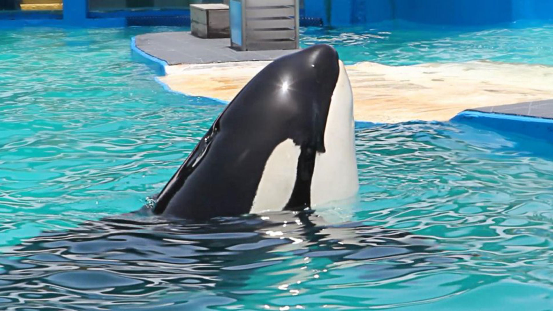 La orca Lolita, la ballena asesina en cautiverio más longeva del mundo, pronto volverá a su hábitat natural