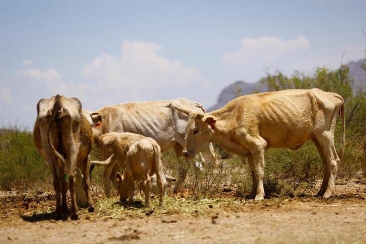 La muerte silenciosa del ganado a causa de la sequía en el norte de México