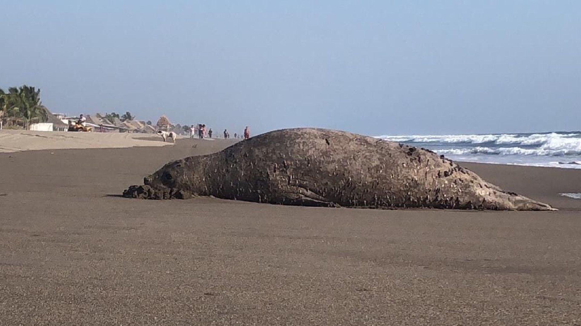 De la Patagonia argentina a la costa de Chiapas: la Elefante Marino que arribó por sorpresa a playas mexicanas