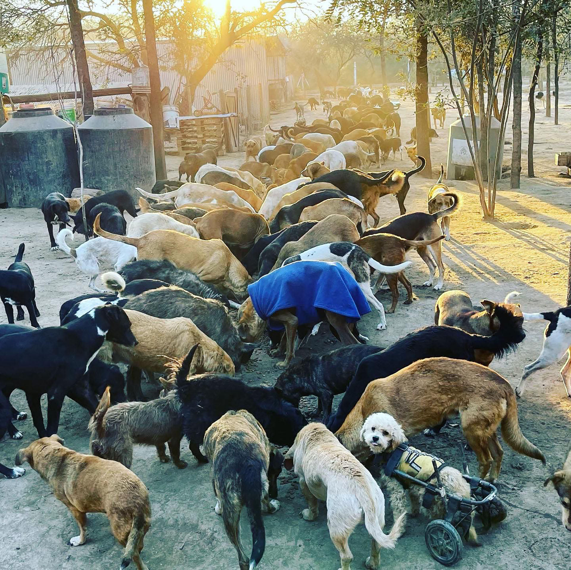 El "Montencito de los Canichones", creado en 2006, es una ONG que rescata, rehabilita y cuida a perros que han sido abandonados y maltratados de las formas más crueles (Refugio El Montecito de los Canichones)
