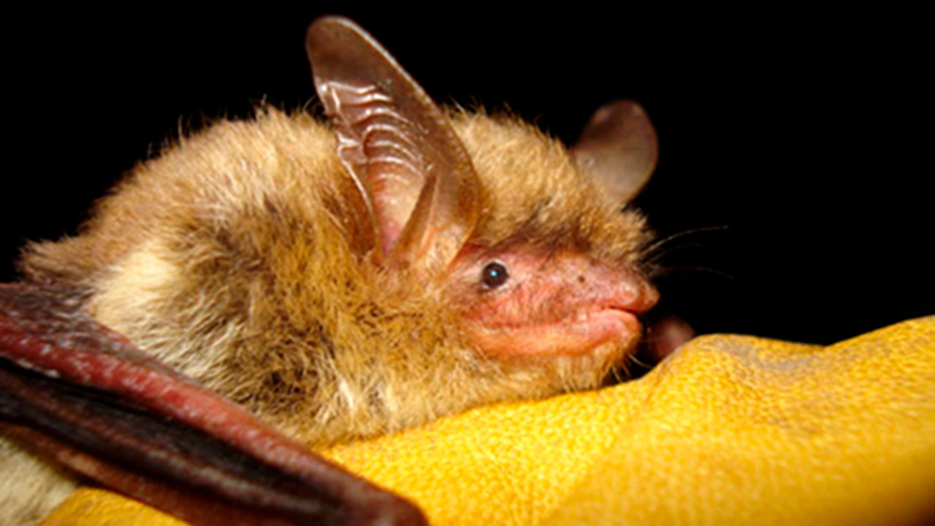 Un murciélago orejudo del norte (Departamento de Recursos Naturales de Wisconsin vía AP, Archivo) 